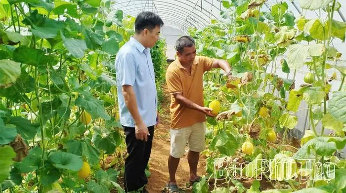 HTX Nông nghiệp dịch vụ - cung ứng thực phẩm Đà Bắc, xã Đà Bắc đầu tư hệ thống nhà màng kết hợp tưới nhỏ giọt tự động để trồng dưa lưới, đáp ứng tiêu chuẩn VietGAP.