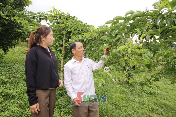 Đảng viên ở xã Chiềng Sơn chia sẻ kinh nghiệm chăm sóc cây chanh leo.