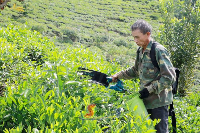 Nông dân xã Chiềng Sơn thu hái chè.