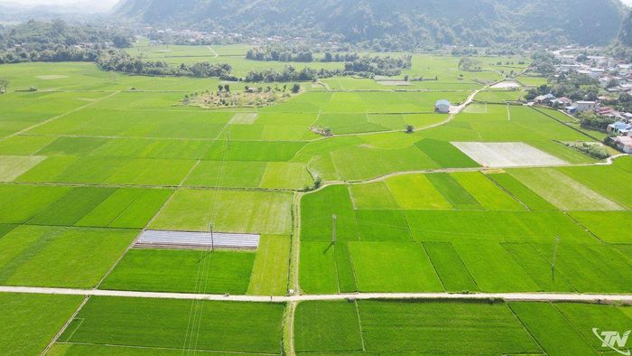 Cánh đồng một giống lúa tại xã Định Hóa, góp phần hình thành vùng sản xuất tập trung, nâng cao chất lượng và giá trị hạt gạo.