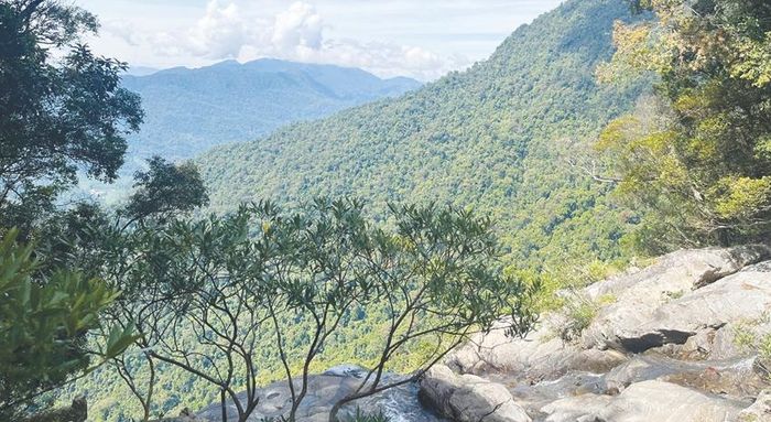 Một góc rừng Bạch Mã.