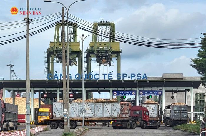 Khu đất giai đoạn 2 thuộc Dự án Cảng Quốc tế SP-PSA, phường Phú Mỹ cũng sẽ tiếp nhận chất nạo vét để san lấp với khối lượng 250.000m3. Trong ảnh, Cảng Quốc tế SP-PSA hiện tại. Ảnh: Quang Phương