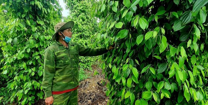 Để nông sản Đắk Lắk đi xa hơn, bài toán đặt ra hiện nay là nâng cấp đồng bộ từ vùng nguyên liệu, vốn, công nghệ chế biến đến logistics và thị trường (Ảnh Công Thái)