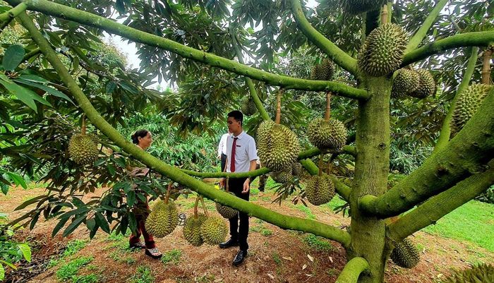 Tỉnh Đắk Lắk đang yêu cầu rà soát từng mã số, xử lý tình trạng tranh chấp, chồng lấn và đẩy nhanh hồ sơ cấp mới (Ảnh C.Thái)