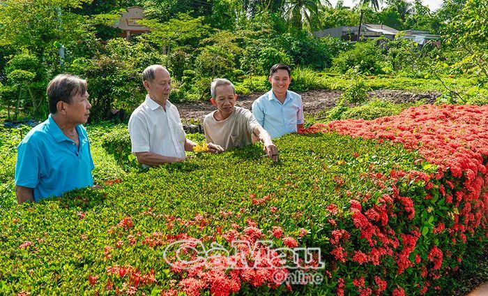 Hội Người cao tuổi tại Khánh An chăm sóc, cắt tỉa hàng rào cây xanh, góp phần chỉnh trang cảnh quan hướng tới Tết Độc lập.