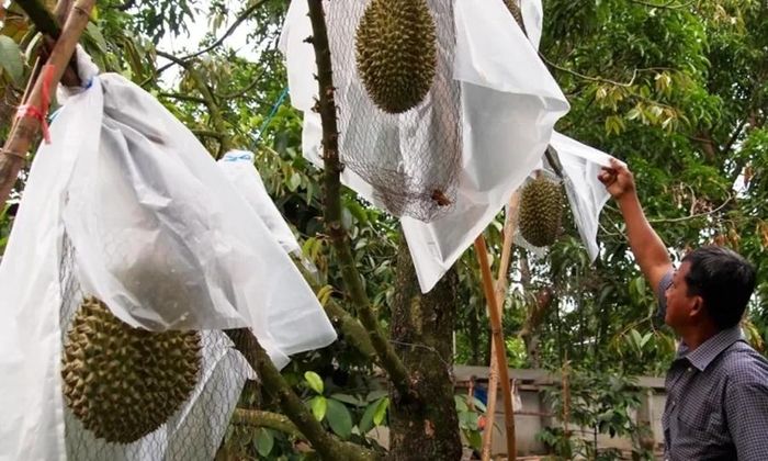 Sầu riêng Nonthaburi đòi hỏi sự chăm sóc đặc biệt. Nông dân phải mua nước máy để tưới cây. Ước tính, riêng tiền mua nước về tưới cây mỗi năm đã tốn khoảng 2.200 USD (hơn 50 triệu đồng). (Ảnh: Yearofthedurian)