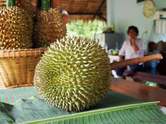 Theo CGTN, một trái sầu riêng thông thường tại Thái Lan giá khoảng 500 baht (16 USD hay hơn 400.000 đồng). Tuy nhiên, một trái sầu riêng Kanyao giá khoảng 638 USD (tương đương hơn 16 triệu đồng). (Ảnh: Yearofthedurian)