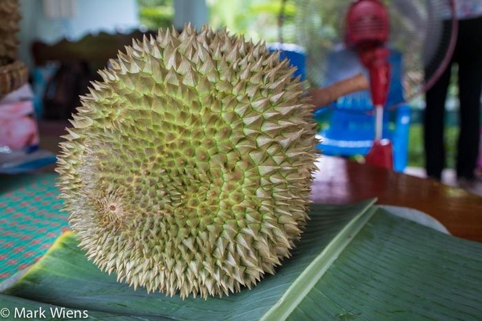 Sau khi trồng, phải mất khoảng 6 năm cây sầu riêng khỏe mạnh mới cho trái. Khi cây bắt đầu ra hoa, phải mất từ 90 - 150 ngày mới đậu quả, tùy thuộc vào giống cây. (Ảnh: Migrationology)