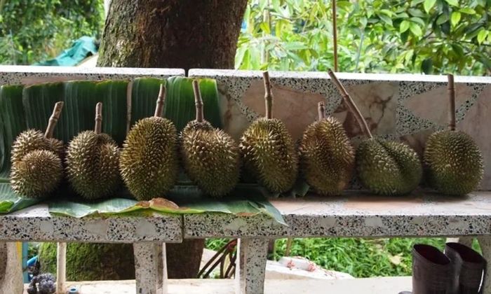 Đất trồng cây là đất trầm tích. Họ trồng san hô Ấn Độ và các loại cây họ đậu để giúp đất màu mỡ. Đó là lý do tại sao sầu riêng ở Nonthaburi có hương vị khác biệt. (Ảnh: Yearofthedurian)