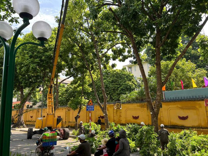 Cắt tỉa cây xanh nhằm hạn chế nguy cơ gãy đổ, đảm bảo an toàn cho người dân. Ảnh: Bảo Hân