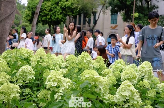Cận cảnh dãy hoa cẩm tú cầu và hàng người check-in kín hai bên.