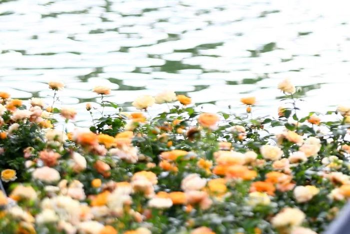 Những khóm hoa hồng khoe sắc rực rỡ bên Hồ Gươm, góp thêm màu sắc cho không gian ngày lễ