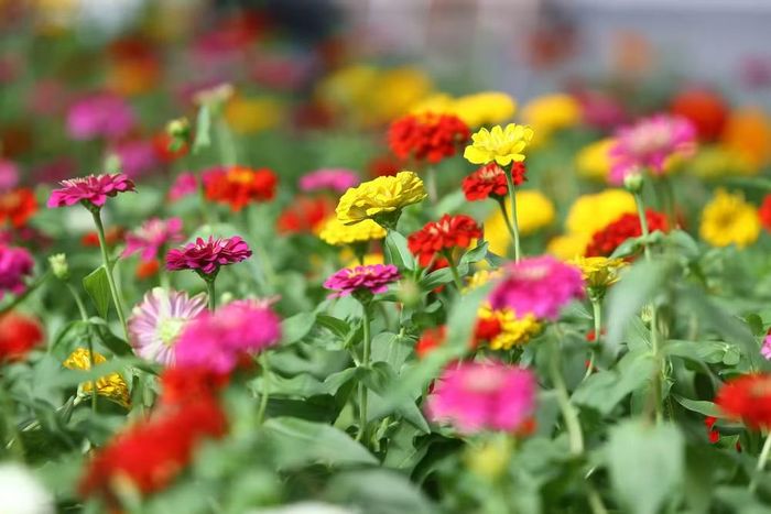 Sắc hoa nổi bật, tạo nên khung cảnh đẹp mắt giữa trung tâm Thủ đô