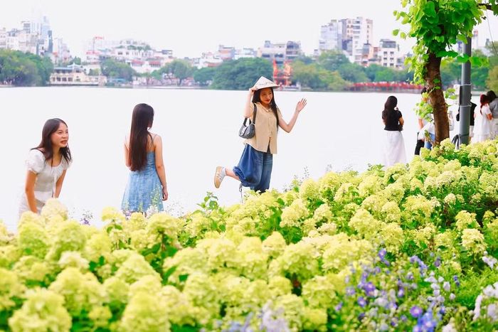 Tại khu vực hồ Hoàn Kiếm, cẩm tú cầu được trồng xen với một số loài hoa khác, tạo thêm những mảng màu cho không gian quanh hồ