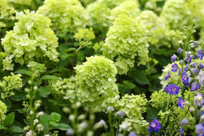 Khác với sắc tím, hồng hay xanh đậm thường thấy ở các vùng khí hậu ôn đới như Đà Lạt, Sa Pa, toàn bộ số hoa được trồng tại đây đều sở hữu màu xanh matcha hoặc xanh non như màu cốm