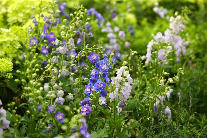 Sự kiện thảm hoa dải dài ven hồ Hoàn Kiếm diễn ra đúng vào dịp thời tiết Hà Nội chuyển sang mùa Thu, kết hợp với kỳ nghỉ lễ Quốc khánh 2/9 kéo dài ngày, dự kiến sẽ tiếp tục kéo một lượng lớn du khách đổ về khu vực trung tâm
