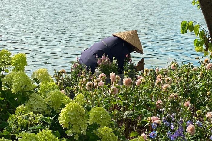 Cẩm tú cầu tại khu vực Hồ Gươm từng xuất hiện và thu hút người dân đến chụp ảnh vào dịp Quốc khánh năm ngoái. Năm nay, hoa tiếp tục được bố trí quanh Hồ Gươm trước kỳ nghỉ lễ. Các luống hoa được duy trì, chăm sóc thường xuyên trong ngày để giữ cảnh quan trong thời gian người dân và du khách đến tham quan, chụp ảnh. Ảnh: Trn V Chung. 