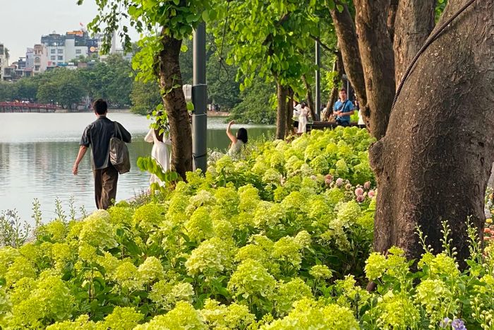  Vườn hoa xanh nổi bật giữa khu vực trung tâm, tạo thêm lựa chọn cho những người vốn đã quen với các góc chụp quanh Hồ Gươm. Ảnh: Trn V Chung. 