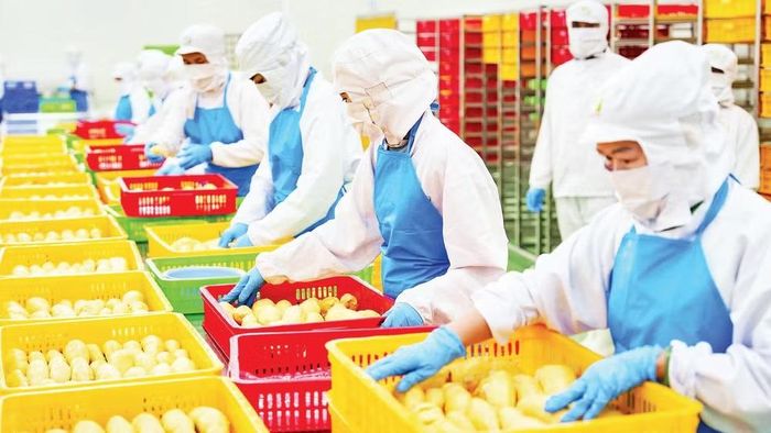 Sơ chế sầu riêng xuất khẩu tại Công ty cổ phần Tập đoàn xuất nhập khẩu trái cây Chánh Thu. (Ảnh MINH ANH)
