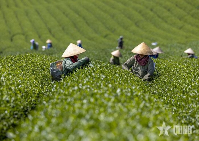  Công nhân Nông trường chè Mộc Châu thu hái những búp chè non trong sương sớm.