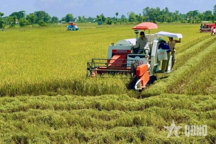  Nông dân xã Đại Ngãi (TP Cần Thơ) thu hoạch lúa trong mô hình của Đề án 1 triệu ha lúa.