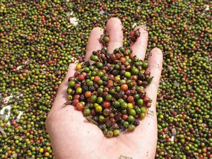 Bản tin nông sản hôm nay (2-9): Giá hồ tiêu ổn định. Ảnh minh họa: TTXVN