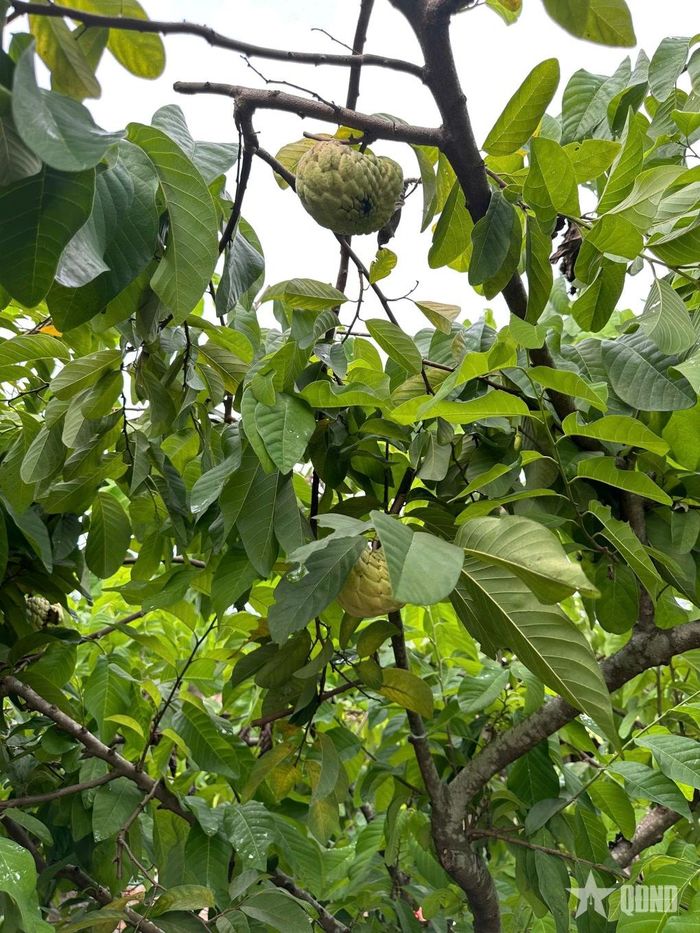  Tết Độc lập, con cháu thắp hương ông bà, tổ tiên bằng những trái cây vườn nhà. 