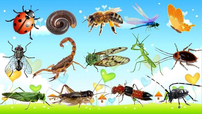 Cơ thể côn trùng hiện đại có thể là kết quả của một quá trình “tối giản hóa” kéo dài hàng triệu năm.