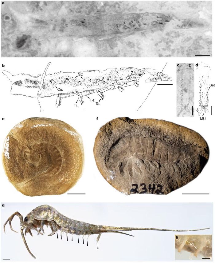 Loài côn trùng thuộc nhóm gốc Chosha praecursor Tihelka, Engel & Cai, 2026 từ hệ tầng Tesnus kỷ Carboniferous (khoảng 324 triệu năm trước), Texas, Hoa Kỳ.