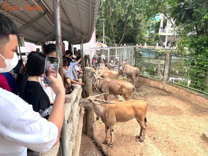 Những điểm xem thú được nhiều trẻ nhỏ ưa thích.