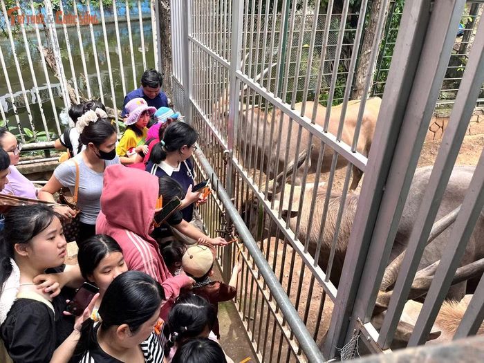 Do lượng khách đông nên các lối đi trong Thảo Cầm Viên luôn trong tình trạng chật kín người.