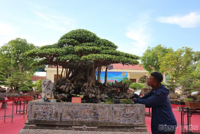Tác phẩm “Ngũ long ẩn vân” có 4 tay cành và một ngọn, tượng trưng cho 5 con rồng ẩn hiện giữa các tầng tán. Ảnh: Kim Long