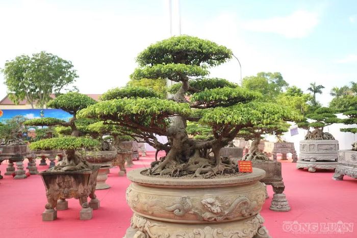 Những tác phẩm được trưng bày tạo nên không gian thưởng lãm đặc sắc, nơi tinh hoa của thiên nhiên và bàn tay sáng tạo của con người được tôn vinh. Ảnh: Kim Long