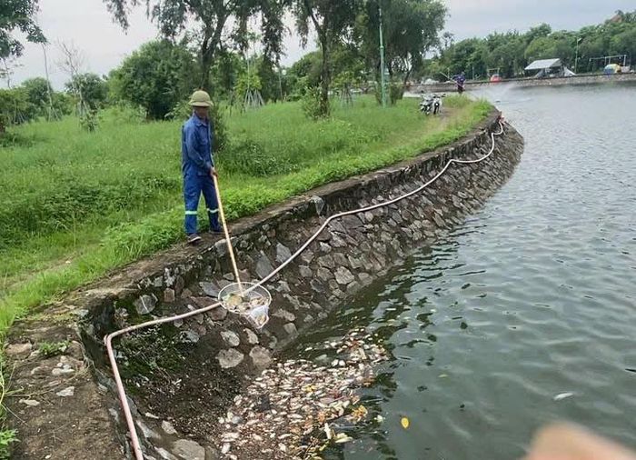 Vớt và thu gom xử lý cá chết làm sạch môi trường hồ Bồng Sơn. Ảnh: Đình Việt