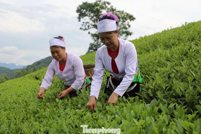 Người dân xã Long Cốc thu hái chè