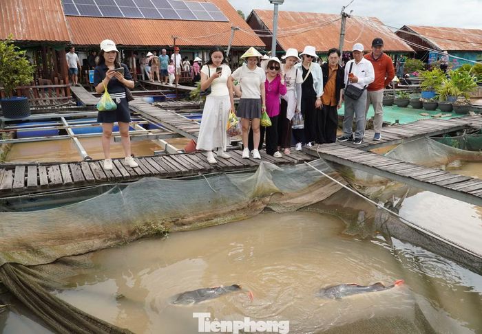 Từ bến đò, ngồi trên tàu dăm phút là đến bè cá Bảy Bon ở mé Cồn Sơn. Vào những ngày nghỉ lễ 2/9 không khí rất nhộn nhịp, khách tới lui liên tục. Hàng trăm du khách tham quan các loại cá quý hiếm của sông Mekong được chủ bè bảo tồn.