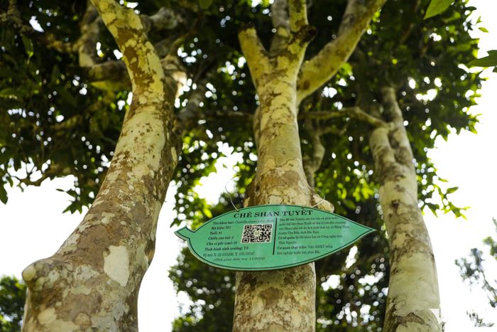 Những cây chè Shan tuyết cổ được công nhận là Cây Di sản Việt Nam.