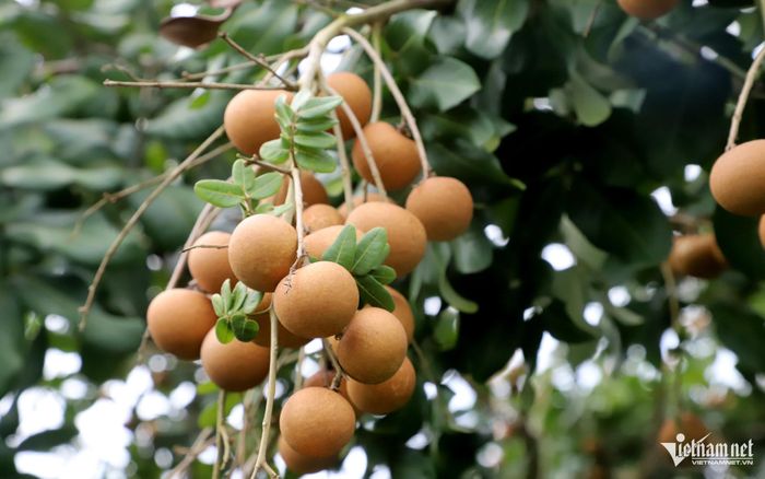 Trái thanh nhãn chín rộ, chuẩn bị được thu hoạch để xuất khẩu.