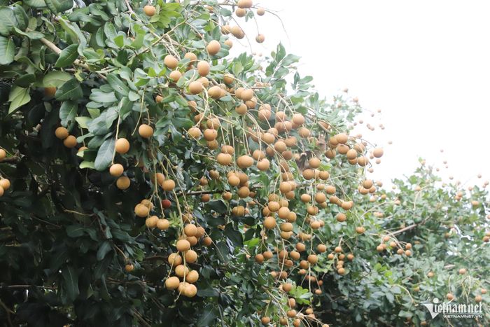 Những chùm thanh nhãn trĩu cành, căng mọng trong khu vườn của ông Sơn.