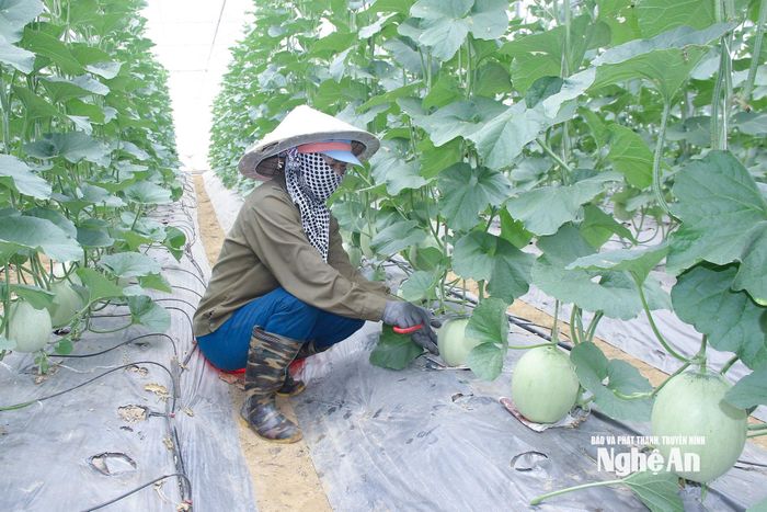 Mô hình nông nghiệp công nghệ cao tại xã Lam Thành. Ảnh: Mai Hoa