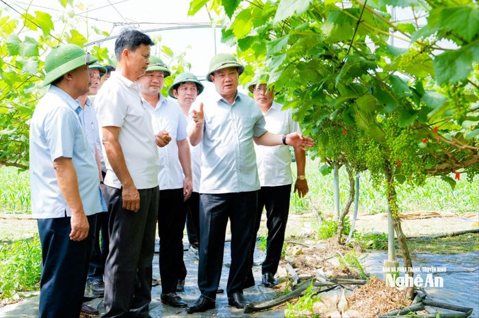 Đồng chí Nguyễn Khắc Thận - Ủy viên Trung ương Đảng, Bí thư Tỉnh ủy, Trưởng đoàn ĐBQH tỉnh thăm mô hình trồng nho sữa tại xã Minh Hợp. Ảnh: Phạm Bằng