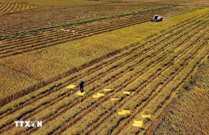 Việt Nam luôn nằm trong top những quốc gia có nền kinh tế tăng trưởng cao. Trong ảnh: Tỉnh Tây Ninh chuyển từ các mô hình sản xuất điểm sang nhân rộng quy trình canh tác bền vững trên diện rộng. Việc cơ giới hóa thu hoạch góp phần thúc đẩy chuyển đổi phương thức sản xuất lúa theo hướng hiện đại, bền vững. (Ảnh: Bùi Giang/ TTXVN)