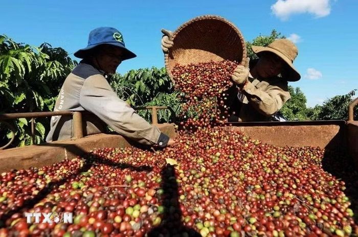 Xuất khẩu hàng hóa là một thế mạnh của Việt Nam trong những năm gần đây. Trong ảnh: Thu hoạch cà phê ở vùng trồng của Công ty Simexco Daklak (tỉnh Đắk Lắk). (Ảnh: Vũ Sinh/TTXVN)