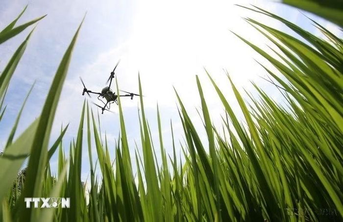 Việc ứng dụng công nghệ như drone trong gieo sạ, bón phân và phun thuốc không chỉ giúp tiết kiệm chi phí mà còn đảm bảo độ chính xác cao trong canh tác hướng tới nền nông nghiệp xanh, thích ứng với biến đổi khí hậu và nâng cao giá trị hạt gạo đang trở thành định hướng quan trọng tại thành phố Cần Thơ. (Ảnh: Duy Khương/TTXVN)
