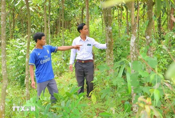 Người dân Trà Bồng (Quảng Ngãi) kiểm tra sinh trưởng của vườn quế. (Ảnh: Đinh Hương/TTXVN)