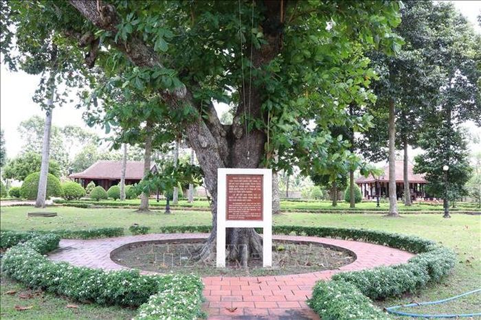 Cây bàng,nơi treo lá cờ đỏ sao vàng lần đầu tiên xuất hiện trong cuộc Khởi nghĩa Nam Kỳ vào ngày 23 tháng 11 năm 1940 tại xã Long Hưng.