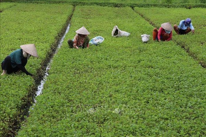 Người dân ở xã Long Hưng, tỉnh Đồng Tháp thu hoạch rau má ở xã Long Hưng, tỉnh Đồng Tháp.