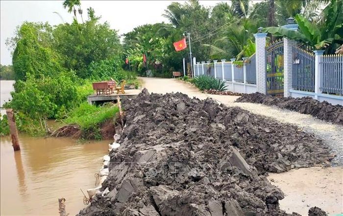 Một đoạn sạt lở trên tuyến đê bao sông Măng (xã Tân Long Hội) đang được gia cố khắc phục.