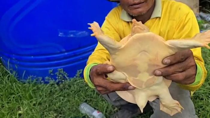 Con rùa nhận được nhiều sự chú ý của người dân địa phương. Ảnh: Tnews