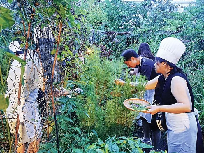 Khách trải nghiệm khu vườn rau, thực vật hữu cơ tại nhà hàng The Field.